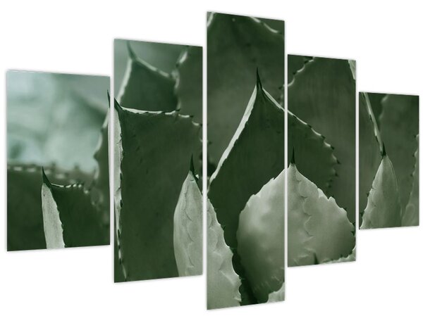 Tablou - Agave verde (150x105 cm)