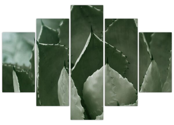 Tablou - Agave verde (150x105 cm)