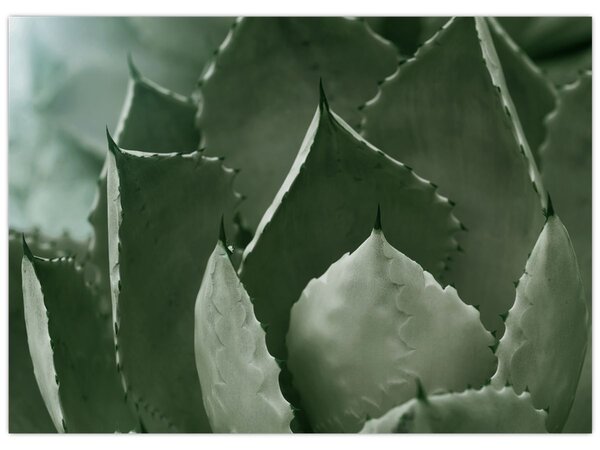 Tablou - Agave verde (70x50 cm)