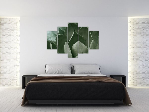 Tablou - Agave verde (150x105 cm)