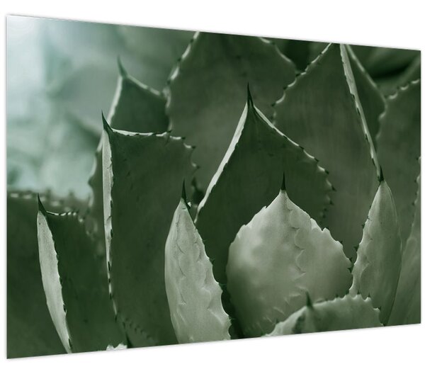 Tablou - Agave verde (90x60 cm)