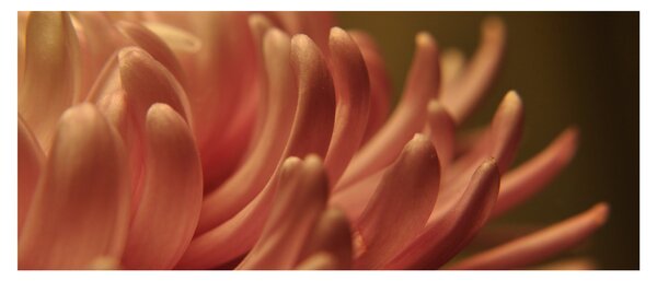 Tablou cu detailu florii (120x50 cm)