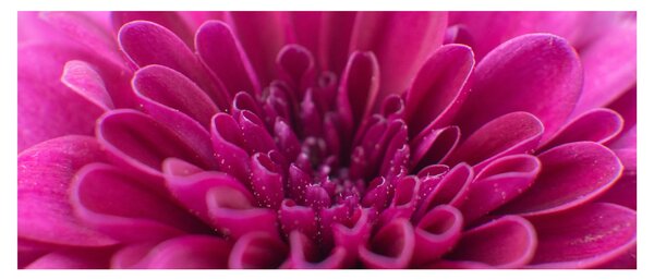 Tablou cu floare (120x50 cm)