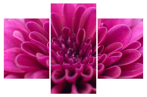 Tablou cu floare (90x60 cm)