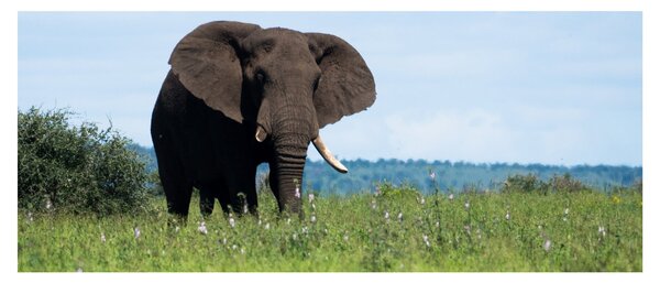 Tablou cu elefant (120x50 cm)