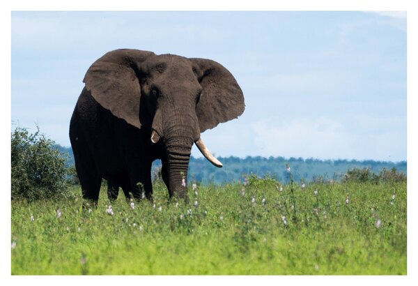 Tablou cu elefant (90x60 cm)