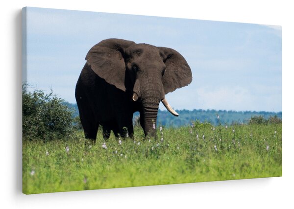Tablou cu elefant (90x60 cm)