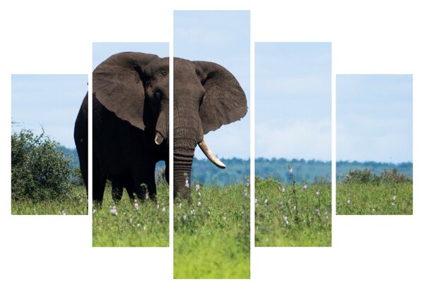 Tablou cu elefant (150x105 cm)
