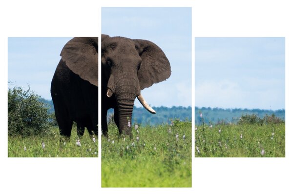 Tablou cu elefant (90x60 cm)