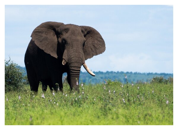 Tablou cu elefant (70x50 cm)