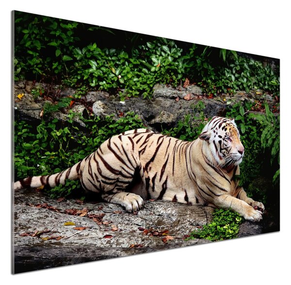 Panou de bucătărie Tiger pe stâncă
