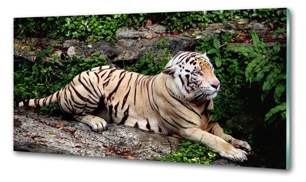 Panou de bucătărie Tiger pe stâncă
