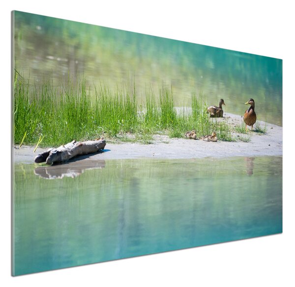 Panou sticlă decorativa bucătărie Ducks de apă