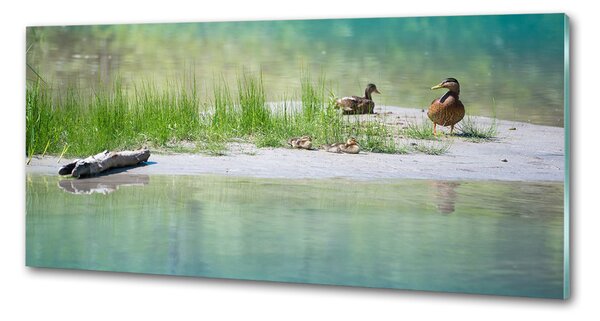 Panou sticlă decorativa bucătărie Ducks de apă