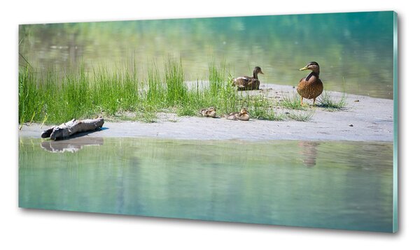 Panou sticlă decorativa bucătărie Ducks de apă