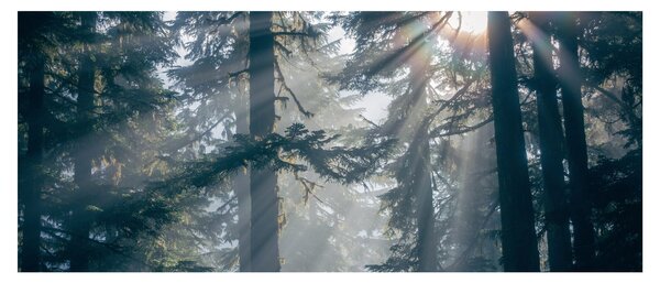 Tablou cu copaci și soarele translucind (120x50 cm)