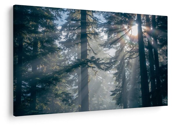Tablou cu copaci și soarele translucind (90x60 cm)