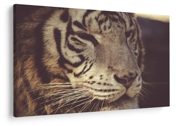 Tablou cu tigrul (90x60 cm)