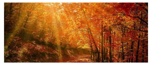 Tablou cu pădurea în toamnă (120x50 cm)