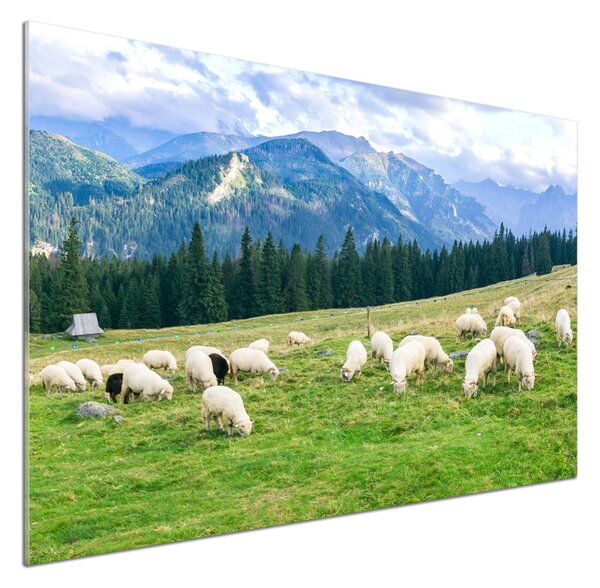 Sticlă pentru bucătărie Oi în munții Tatra