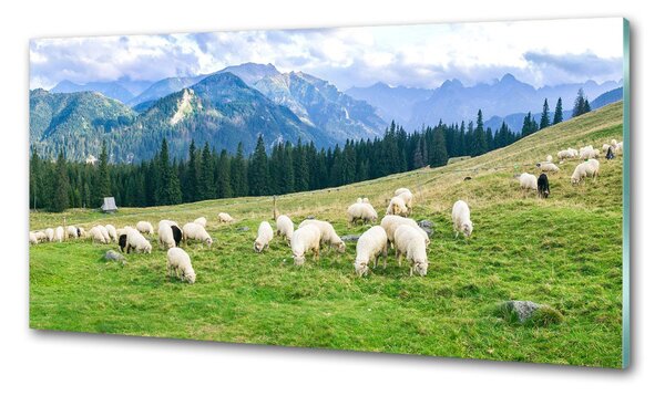 Sticlă pentru bucătărie Oi în munții Tatra