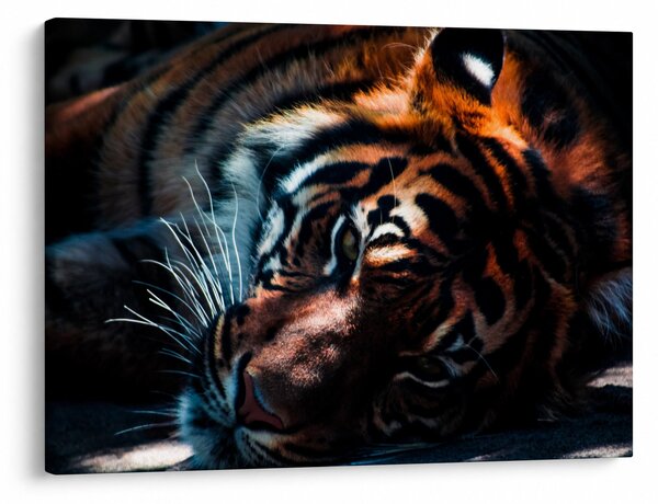 Tablou cu tigrul dormind (70x50 cm)