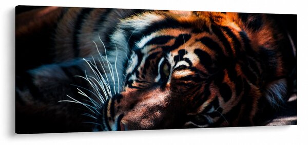 Tablou cu tigrul dormind (120x50 cm)