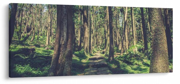 Tablou cu drum între copaci (120x50 cm)