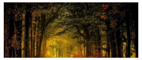 Tablou cu pădure (120x50 cm)
