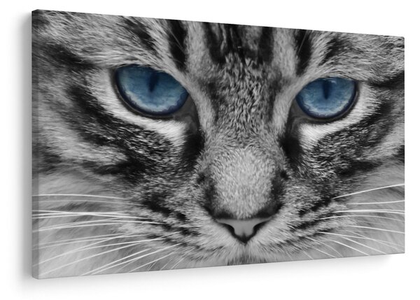 Tablou cu pisica (90x60 cm)