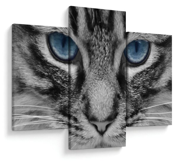 Tablou cu pisica (90x60 cm)
