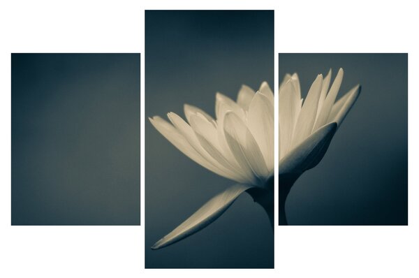 Tablou cu flori (90x60 cm)