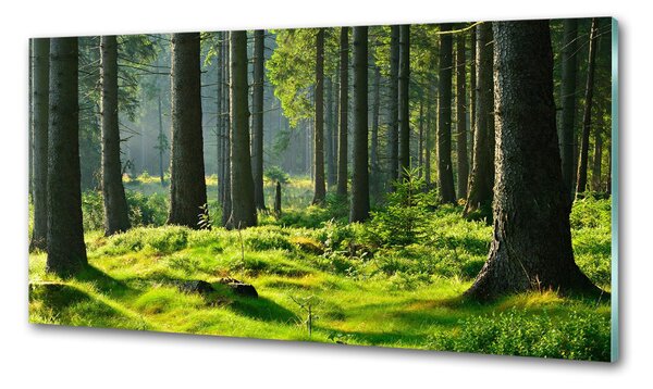 Sticlă bucătărie pădure de molid