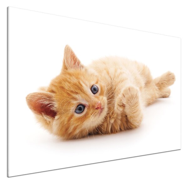 Sticlă pentru bucătărie Red Cat