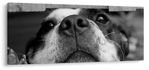 Tablou cu câine (120x50 cm)