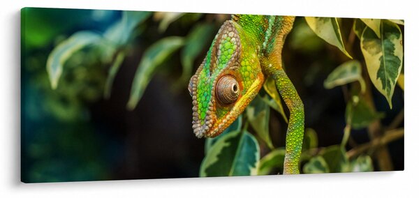 Tablou cu cameleon (120x50 cm)