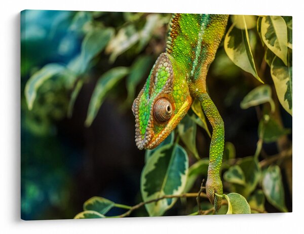 Tablou cu cameleon (70x50 cm)
