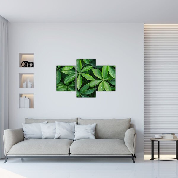 Tablou - Frunze cu picături de rouă (90x60 cm)