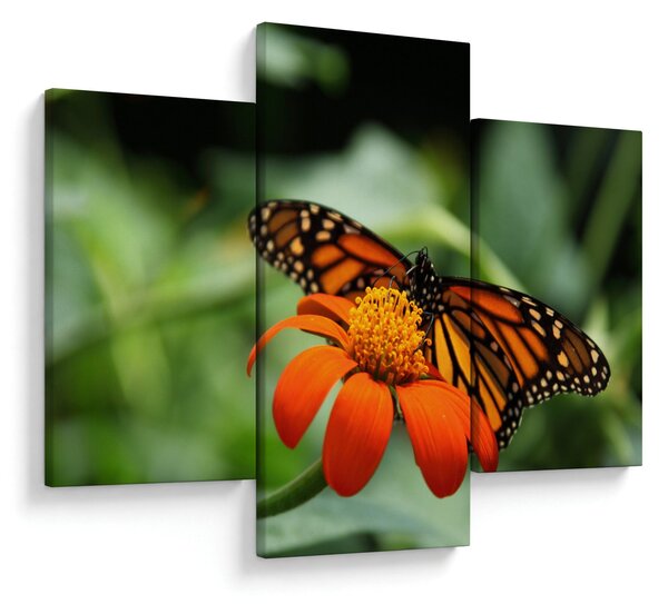 Tablou cu fluture pe floare (90x60 cm)