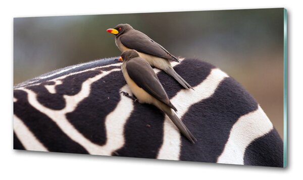 Sticlă printata bucătărie Păsări și zebră