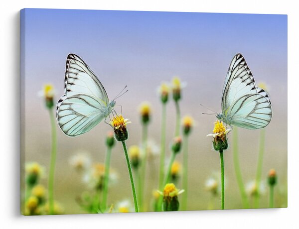 Tablou cu fluture pe floare (70x50 cm)