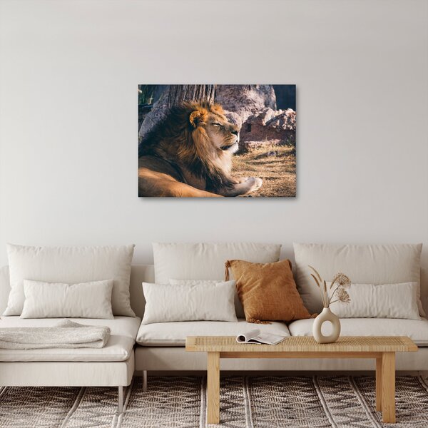 Tablou cu leul dormind (70x50 cm)