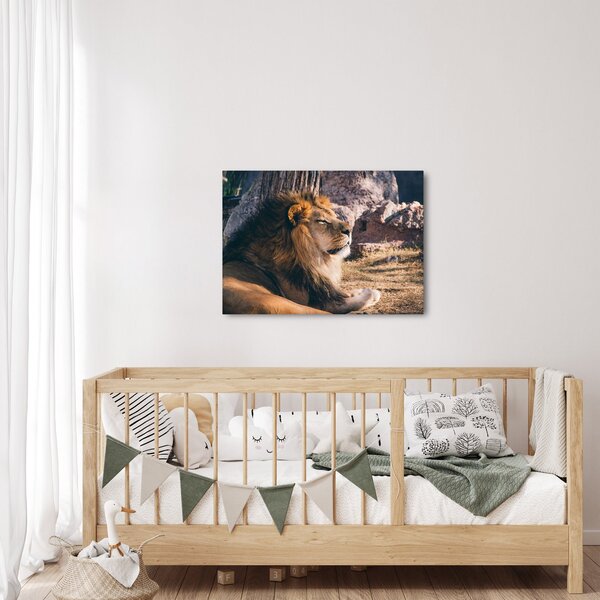 Tablou cu leul dormind (70x50 cm)