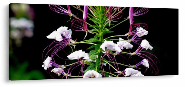 Tablou cu floare (120x50 cm)
