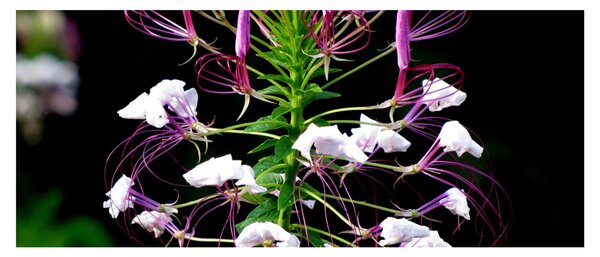 Tablou cu floare (120x50 cm)