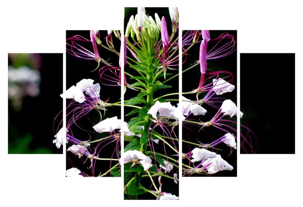 Tablou cu floare (150x105 cm)
