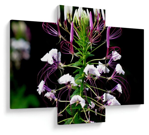 Tablou cu floare (90x60 cm)