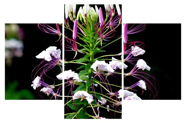 Tablou cu floare (90x60 cm)