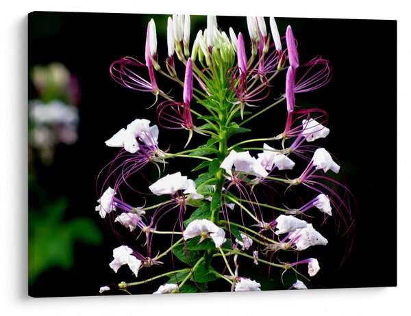 Tablou cu floare (70x50 cm)
