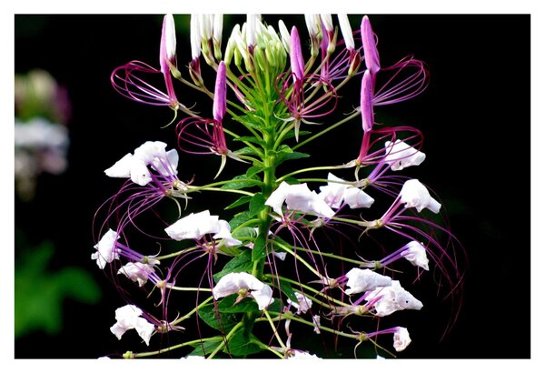 Tablou cu floare (90x60 cm)